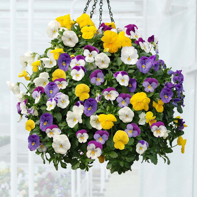 CYBEXIS Pansy Viola Mixed Plant Seeds Seed(50 per packet)