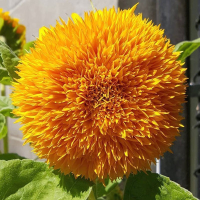 VibeX NDIR-68 - Teddy Bear Sunflower - (1350 Seeds) Seed(1350 per packet)