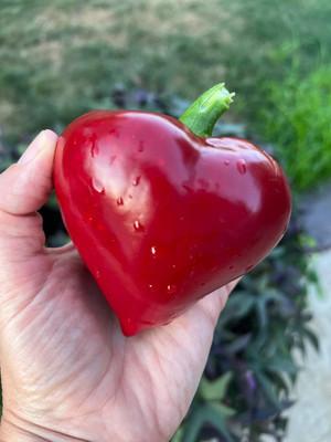 Biosnyg High Germination Lesya Red Pepper Seeds For Kitchen Gardening-(2000 Seeds) Seed(2000 per packet)