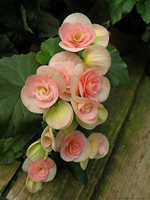 CYBEXIS XL-12 - Begonia Mixed Color Imporetd Flower - (270 Seeds) Seed(270 per packet)