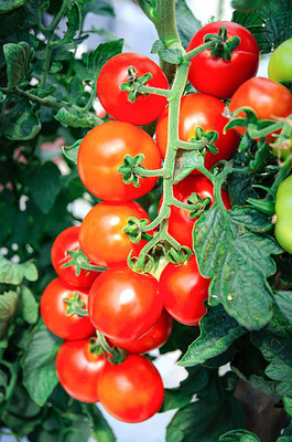 WHADE tomato Seed(90 per packet)