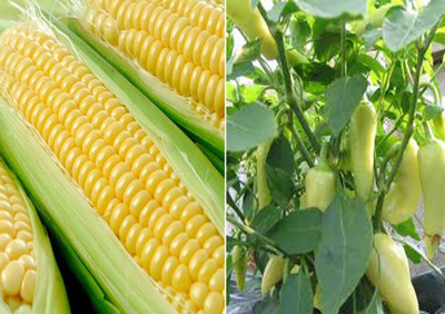 CRGO SWEETCORN , CORN , MAKKA Seed(50 per packet)