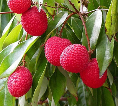 kranti farms Litchi Seed(10 per packet)