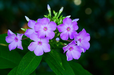 XOLDA Exotic phlox Seed(26 per packet)