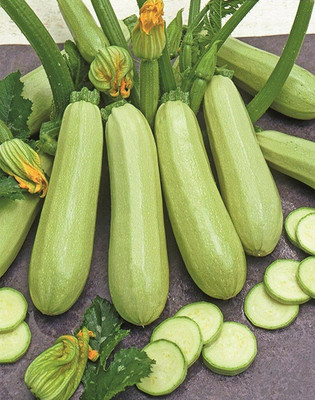 CYBEXIS VXI-2 - Zucchini Courgette Squash - (75 Seeds) Seed(75 per packet)