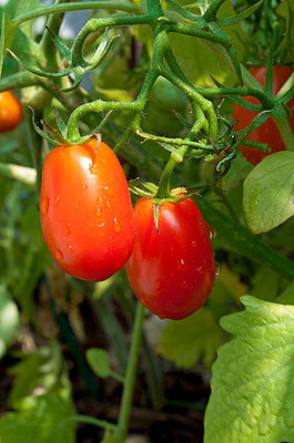 VenHub tomato Seed(55 per packet)