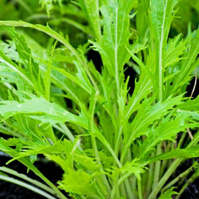 CYBEXIS Green Easy Plant Brassica Juncea Seeds for Garden Green2000 Seeds Seed(2000 per packet)