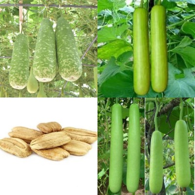 ibains Dseedsesi bottle gourd 39 Seed(39 per packet)