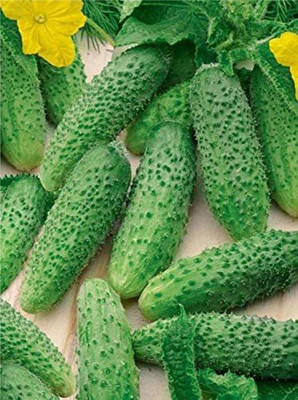 WILLVINE ATS-364 Cucumber Indoors F1 Vine Self-pollinated Seed(200 per packet)