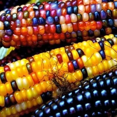 MAA Rainbow Corn, Corn Seed(46 per packet)