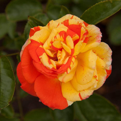 Qualtivate HXL-7AT Oranges 'n' Lemons Shrub Rose Seeds Seed(25 per packet)
