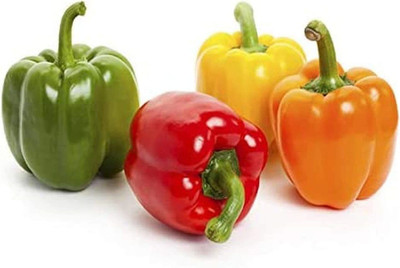 CYBEXIS Hybrid Capsicum/Sweet Bell Pepper Mix Seeds1200 Seeds Seed(1200 per packet)