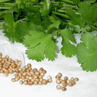 Avysa Coriander -Calypso slow bolt Seed(300 per packet)