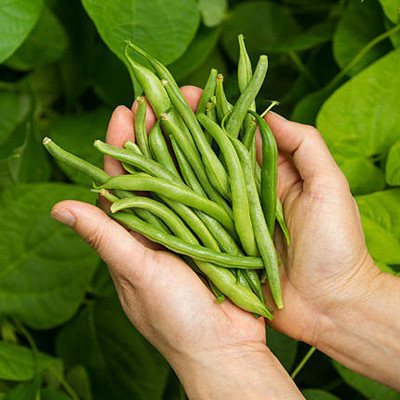 PMA Gwar Fali/Cluster Beans/Beans Seed Seed(25 per packet)