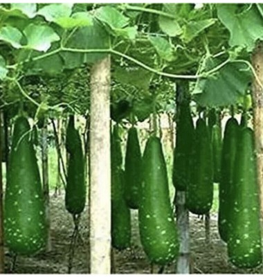 SBGARDEN Bangladeshi Hazari Hybrid Long Bottle Gourd Seed(25 per packet)