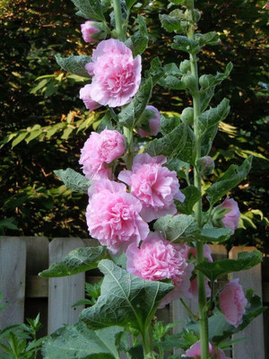 Lorvox Exotic holly hock Seed(13 per packet)