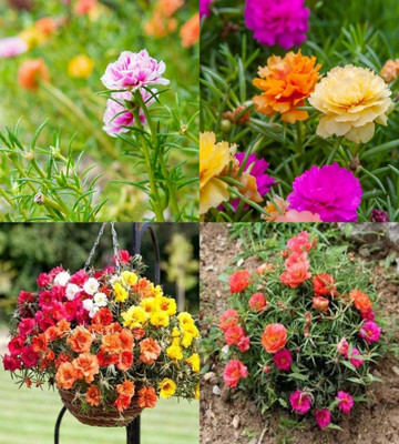 ibains Portulaca flower seeds red bij 67 Seed(67 per packet)