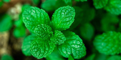 FOURGANIC Peppermint - Mentha Piperita Seed(1000 per packet)