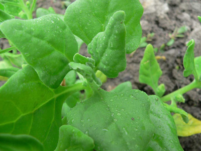 WILLVINE LX-264 New Zealand Spinach, Tetragonia Seed(500 per packet)