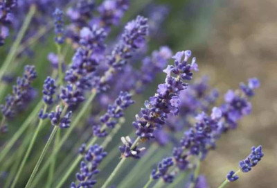 MOOFGA Lavandula Angustifolia | English Lavender Seed(80 per packet)