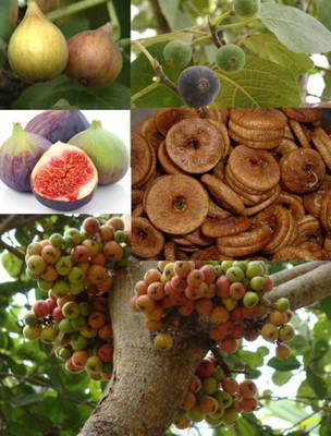 XOLDA Fig Anjeer Seed(25 per packet)