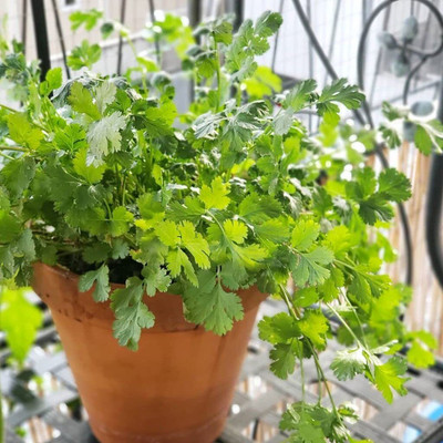 LPT HARA DHANIYA Seed(500 per packet)