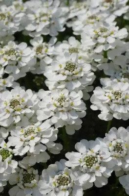 Aro Candytuft Seed(101 per packet)