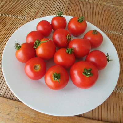 VRAKSHA Tomato Red Racer Seed(2000 per packet)