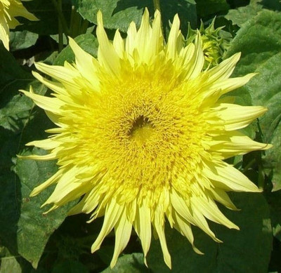 Dasstore DOUBLE SUNFLOWER SEED (PACK OF 20) Seed(20 per packet)