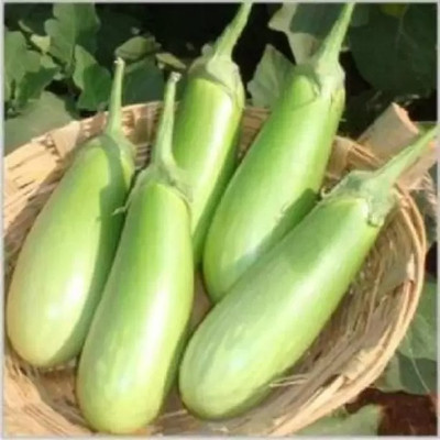 Aro Brinjal Green Long, Brinjal, Eggplant Seed(190 per packet)