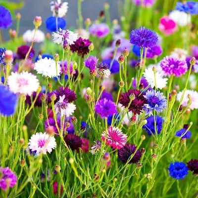 ACCELCROP CORNFLOWER MIXED FLOWER Seed(105 per packet)