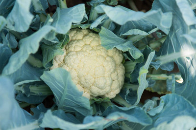 ginnienterpris white cauliflower,gobhee seeds Seed(13 per packet)