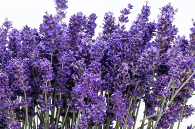 Quentova English Lavender Heirloom Herb-KWI-8M Seed(150 per packet)