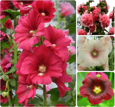 LIFELEX Hollyhock Mix Colour Seed(18 per packet)
