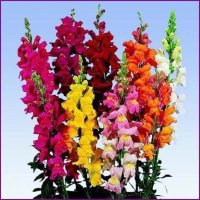 ACCELCROP Antirrhinum/Snapdragon/Dog Flower Dwarf Flower Seed(75 per packet)