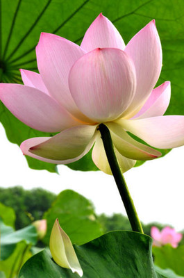nature boon lotus,kamal gatta Seed(10 per packet)