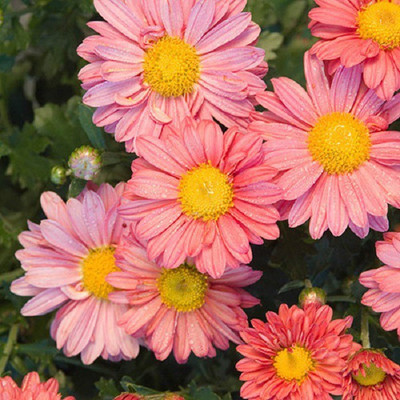 CYBEXIS Garden Mum, Mammoth Daisy Coral200 Seeds Seed(200 per packet)