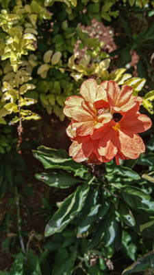 THAMMAR kanakambaram-firecracker-crossandra Seed(14 per packet)