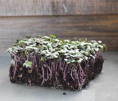 CYBEXIS RED CABBAGE MICROGREEN SEEDS800 Seeds Seed(800 per packet)
