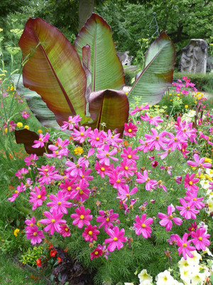 Qualtivate ATS-78 Cosmos Scrub Flower Seeds Seed(25 per packet)