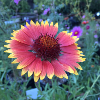 Avysa GAILLARDIA ARISTATA (BLANKET FLOWERS) Seed(60 per packet)