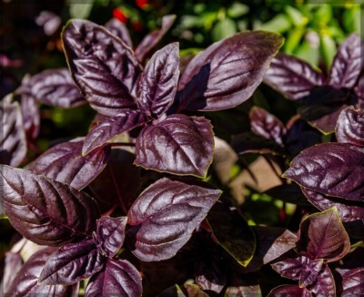 Ourseeds in Basil Purple Herb Seed(500 per packet)