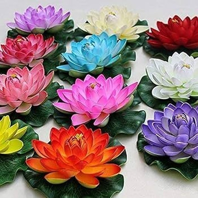 AloGardening Mixed Colour lotus Seed Per Packet- 13 Pc Seed(13 per packet)