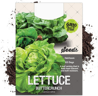 Qualtivate LXI-143 Buttercrunch Lettuce Seed(200 per packet)