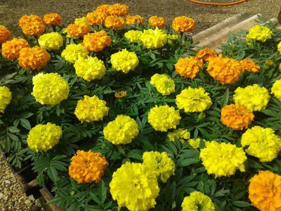 CityGreens marigold/gende ka phool flower seeds Seed(75 per packet)