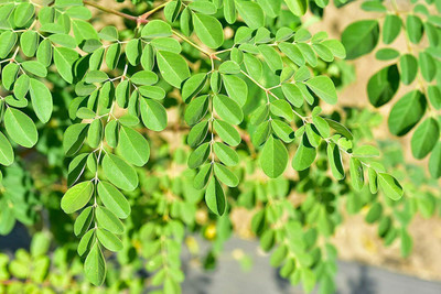 VibeX XLR-23 - Drumstick Moringa Tree - (1350 Seeds) Seed(1350 per packet)