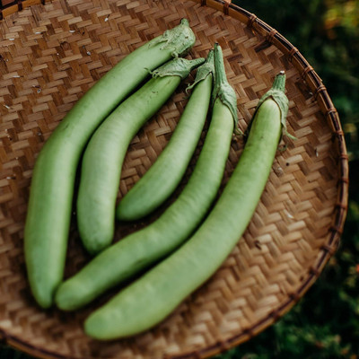 KNESSiN Thai Long Green Brinjal Seeds-[10gm] Seed(2000 per packet)