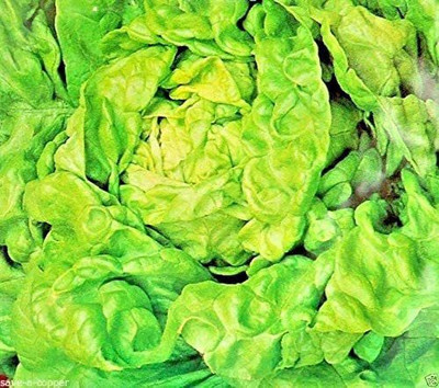 CYBEXIS Wafer Lettuce - All Year Round Seeds2000 Seeds Seed(2000 per packet)