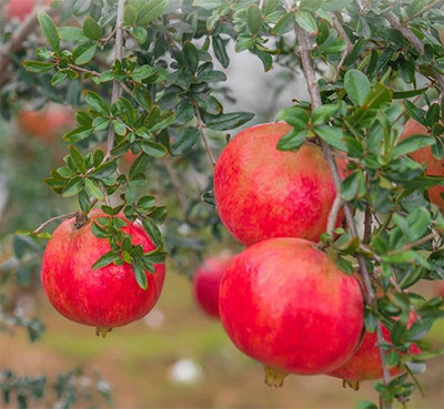 VibeX ® VMR-6 Red Big Pomegranate Plant Fruit Seeds Seed(25 per packet)