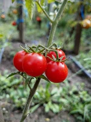 Boopow tomato Seed(55 per packet)